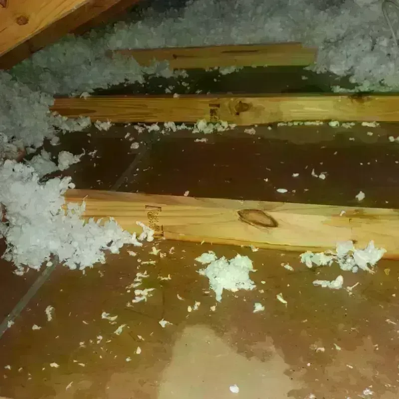 Best Attic Water Damage Service in Pocahontas, AR