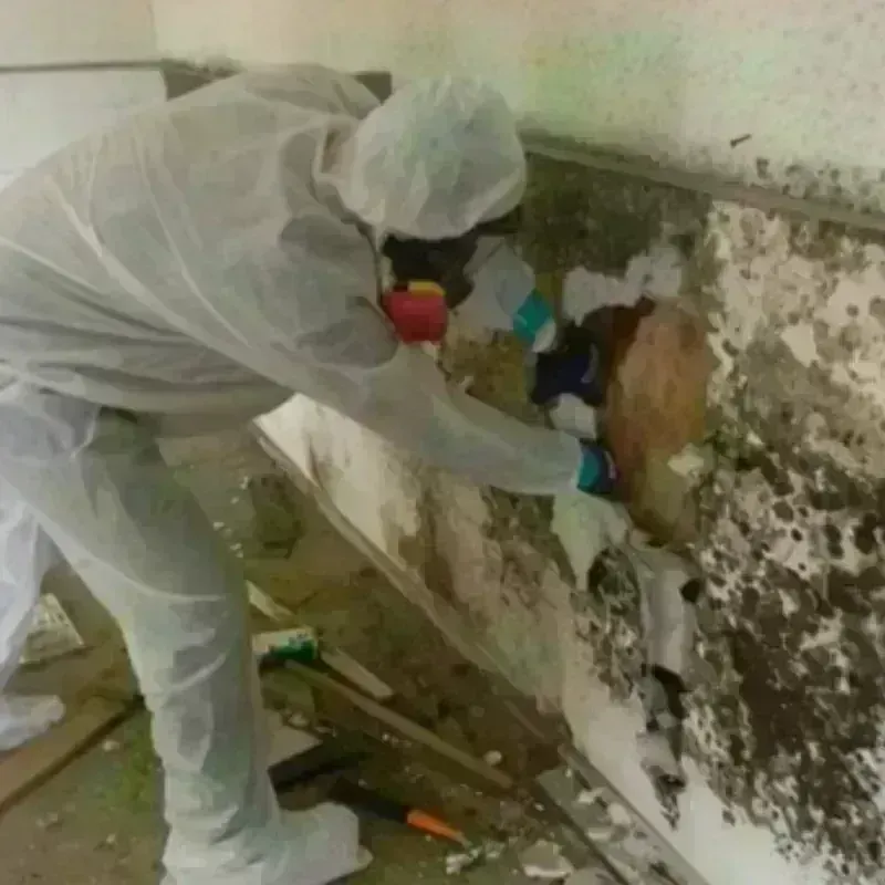 Mold Remediation and Removal in Pocahontas, AR